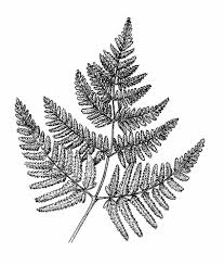 Fern Magic Fascination Shelter Leaf Drawing Botanical Line Drawing Ferns