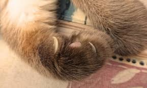 The lesion had a red, firm base 2 × 1 cm and 3 mm with a cutaneous horn protruding another 5 mm. How To Groom Cats Paw And Claw Care Life Cats