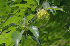 Image result for Moraceae