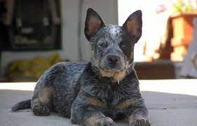 Billy is very playful and active puppy. Australian Cattle Dog Club Of America Australian Cattle Dog Club Of America