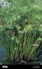 Image result for Cyperus dives