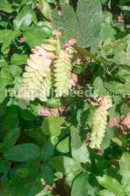 Image result for Flemingia