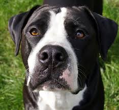 American bulldog mix american bully. Bulldog Lab Mix Your Guide To The Bullador Cross Breed