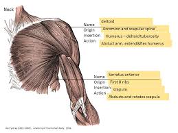 Terms such as flexor (flex the arm), extensor (extend the arm), abductor (move the arm laterally. Muscle Quiz 3 Upper Arm Back And Chest Ppt Download