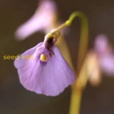 Image result for Utricularia arenaria
