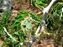 Image result for Acacia welwitschii
