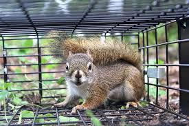 Here are the best ways to get rid of place traps, baited with apple chunks, peanut butter, or various nuts, in heavily travelled sic routes if you need help getting rid of squirrels in your home, a pest management professional is going to be. Best And Worst Squirrel Traps