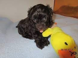 Parents are great with kids and other dogs, very. Havapoo Puppies Available Havapoo Toy Poodle Puppies For Sale Grand Rapids Mi Pride Poodles Toy Poodle Puppies Poodle Puppies For Sale Poodle Puppy