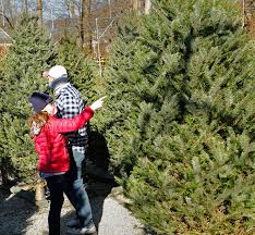 Experte sagt, sie ist „die disruptivste aktie der welt. Covid 19 Pandemic Doesn T Deter Christmas Tree Shopping On South Shore