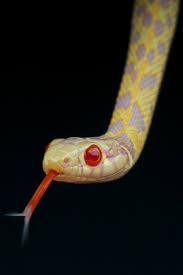 When you buy a snake from us, you are getting it breeder direct! Albino Garter Snake For Sale