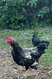 Free rooster Birmingham Alabama. 5 months old. Silkie,bantam woth I guess  longhorn I'm not sure he was given to me and told it was a hen