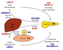 Image result for Pramlintide