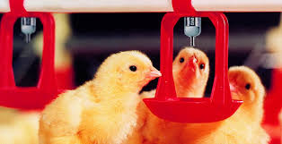 Image result for images broiler chicks and water pressure