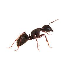 Ameisenbekämpfung geht daher im garten hand in hand mit der eindämmung von läusen. Ameisen Im Garten Bekampfen Kleefeld Schadlingsbekampfung