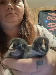 It started in February when we bought 3 silkies. Started to think one was a  Roo so we decided to buy 6 pullets March. Quickly figured out we needed a  bigger coop.