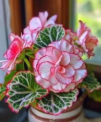 Image result for Begonia meyeri-johannis