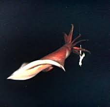 Kontaktieren sie uns gerne, wenn sie auf der suche nach einem ganz speziellen ausmalbild mit einem ganz besonderen motiv sind. Tierwelt Monster Kalmar Im Eisigen Meer Der Antarktis Gefangen Welt