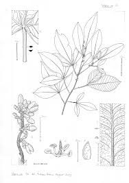 Image result for Vepris rogersii