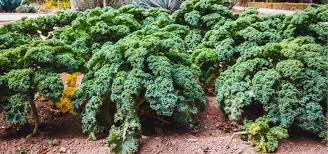 Check spelling or type a new query. How To Grow Kale Know The Varieties To Grow In Your Garden Gardening Mantras
