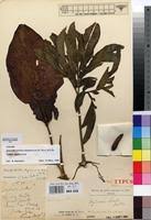 Image result for Amorphophallus abyssinicus