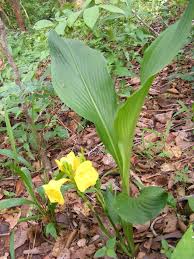 Image result for Siphonochilus kirkii - yellow-flowered form
