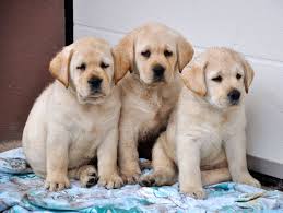 Image result for labrador retrívr
