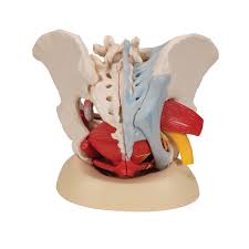 Anatomical Teaching Models Plastic Human Pelvic Models Female Pelvis With Ligaments Vessels Nerves Pelvic Floor Muscles And Organs