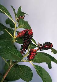 Image result for Phytolacca