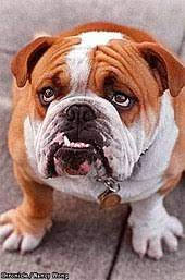 Check spelling or type a new query. Bulldog Wikipedia