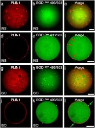 Jangan lupa janji kita malam ini #diayangkucinta pukul 10 malam hanya di #tv3malaysia. Visualization Of Lipid Directed Dynamics Of Perilipin 1 In Human Primary Adipocytes Scientific Reports