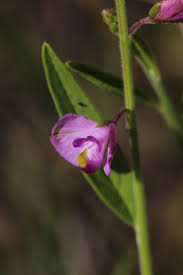 Image result for Polygalaceae