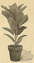 Image result for Croton polytrichus