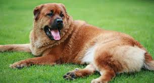 11:22am on oct 03 , 2015 Chow Chow Mix What Are The Hybrids For This Classic Breed