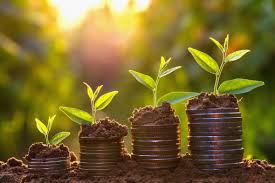 Money Growing Concept Business Success Concept Tree Growing On Pile Of Coins Money Quillette Download money growing stock photos. money growing concept business success