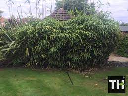 The process of digging up bamboo takes effort, and it can be a year or more until you achieve eradication. How Do I Remove Bamboo Roots What S The Cost