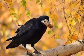 Keeping Crows Away From Halloween Guests With Avian Control Avian Crow Halloween
