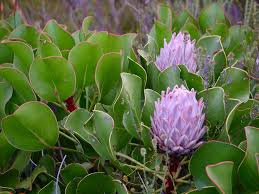Image result for Protea cynaroides