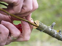 نتیجه جستجوی لغت [graft] در گوگل