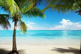 Let's begin by drawing the stem! St Maarten Most Romantic Spots In The Islands Honeymoons Beach Wallpaper Beach Background Beach View