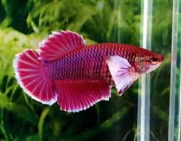 Direct from the best breeders in thailand and indonesia. Betta Female Dumbo Delta Aquarium Fish For Sale At Azgardens Com