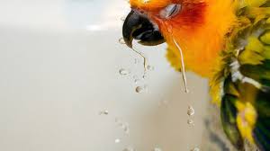 Bird Crying Like A Baby Parrot Cries Like A Baby Bird Cry Like A Baby Latest Funny Videos