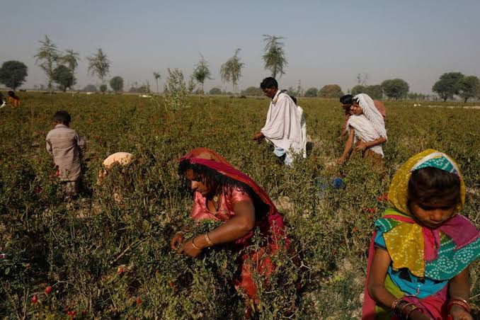 Agricultural fields in Kunri, Pakistan, under intense heat waves.