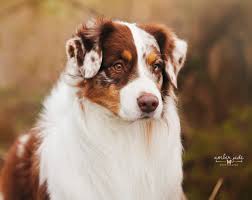 We did not find results for: Catalina Australian Shepherds Aussies Colorado