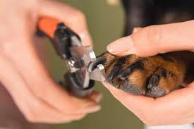 how to trim puppy nails without a fuss