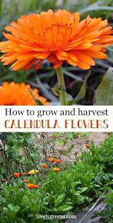 For the most part, marigolds are planted for annual color in pots and gardens. How To Grow Calendula Officinalis A Golden Edible Flower And Healing Skin Herb Seeds Seeds Growing In 2020 Herbs Plants Beautiful Flowers Garden
