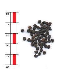 Image result for durman obecný plod