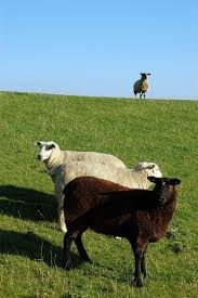 Nordstrand Sheep Pohnshallig Schleswig Holstein Northern Germany Animals Cute Deutschland Farming Fauna Germany H Schleswig Holstein Holstein Sheep