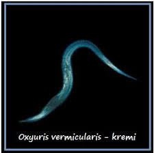 Seekor cacing betina dapat bertelur hingga sekitar 200.000 telur per harinya. Biologi Gonzaga Cacing Kremi Oxyuris Vermicularis