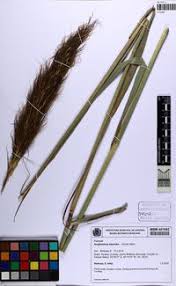 Image result for Sorghastrum stipoides