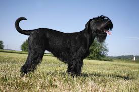 Hat der labrador erneut die nase vorn? Riesenschnauzer Nicht Jedermanns Freund Herz Fuer Tiere De